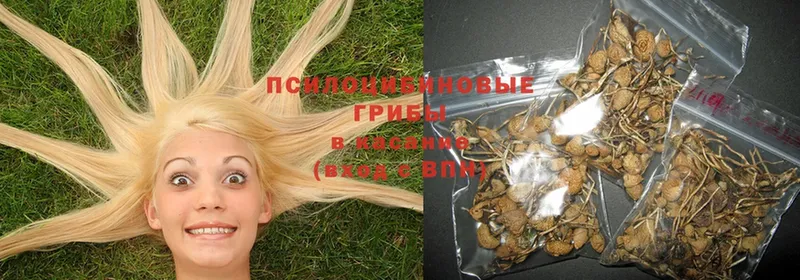 Галлюциногенные грибы Psilocybe  купить наркотик  Лесозаводск 